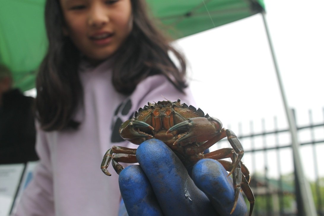Touch Tank & Tasting at Groton Earth Day Expo