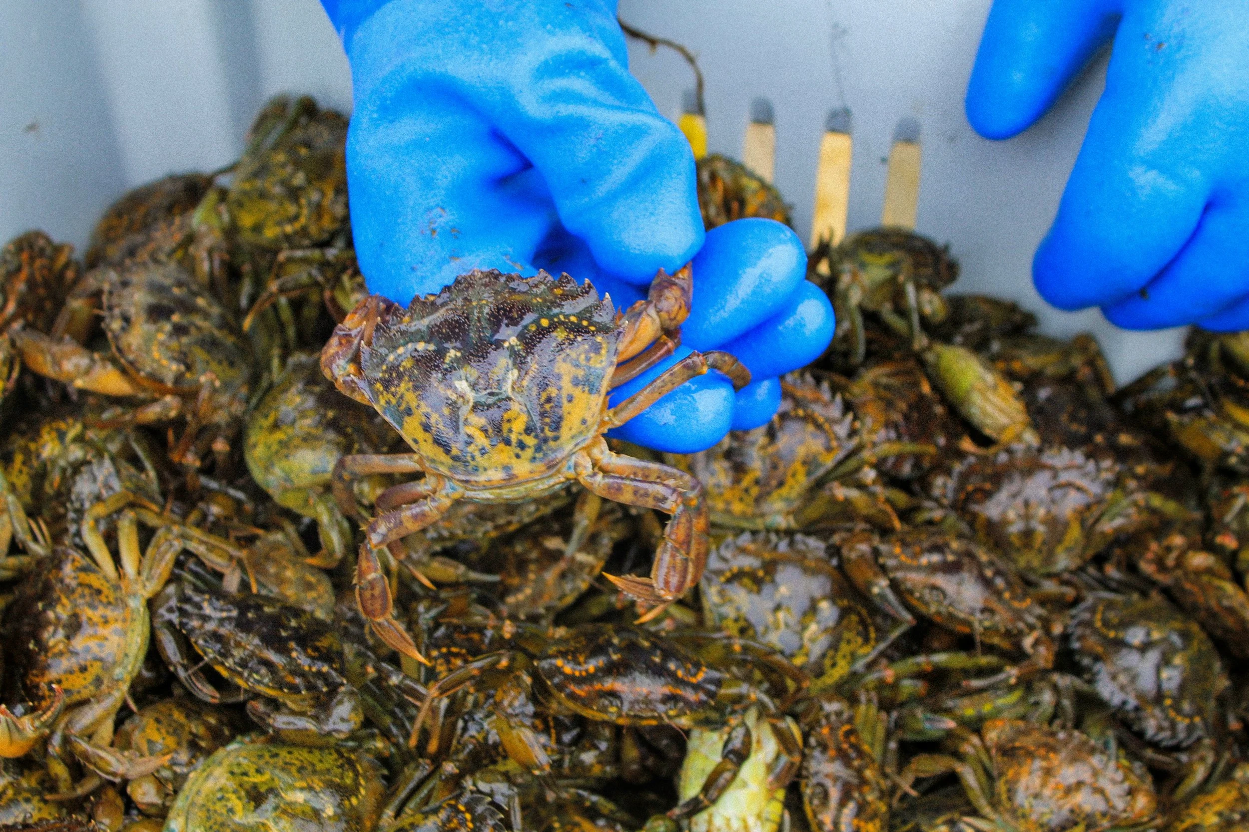 The Green Crab Working Summit