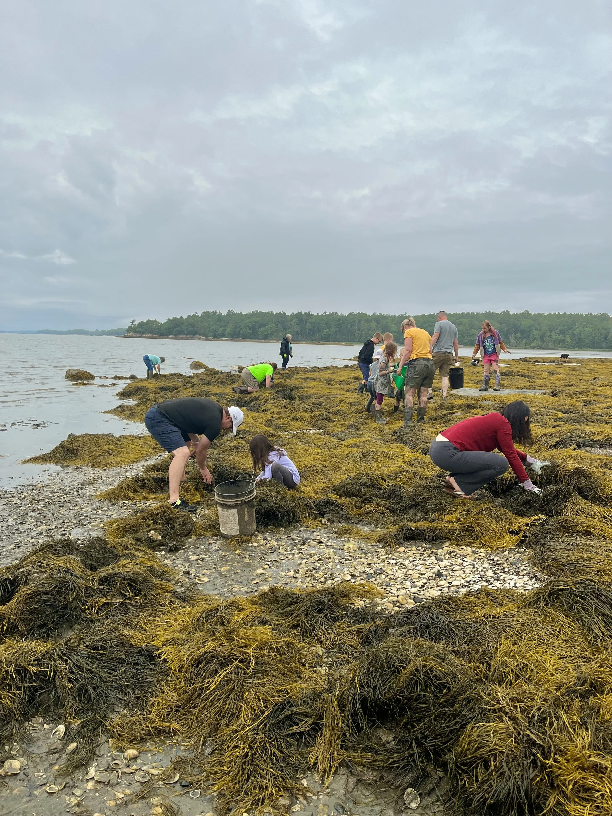 Wolfe's Neck Green Crab Derby