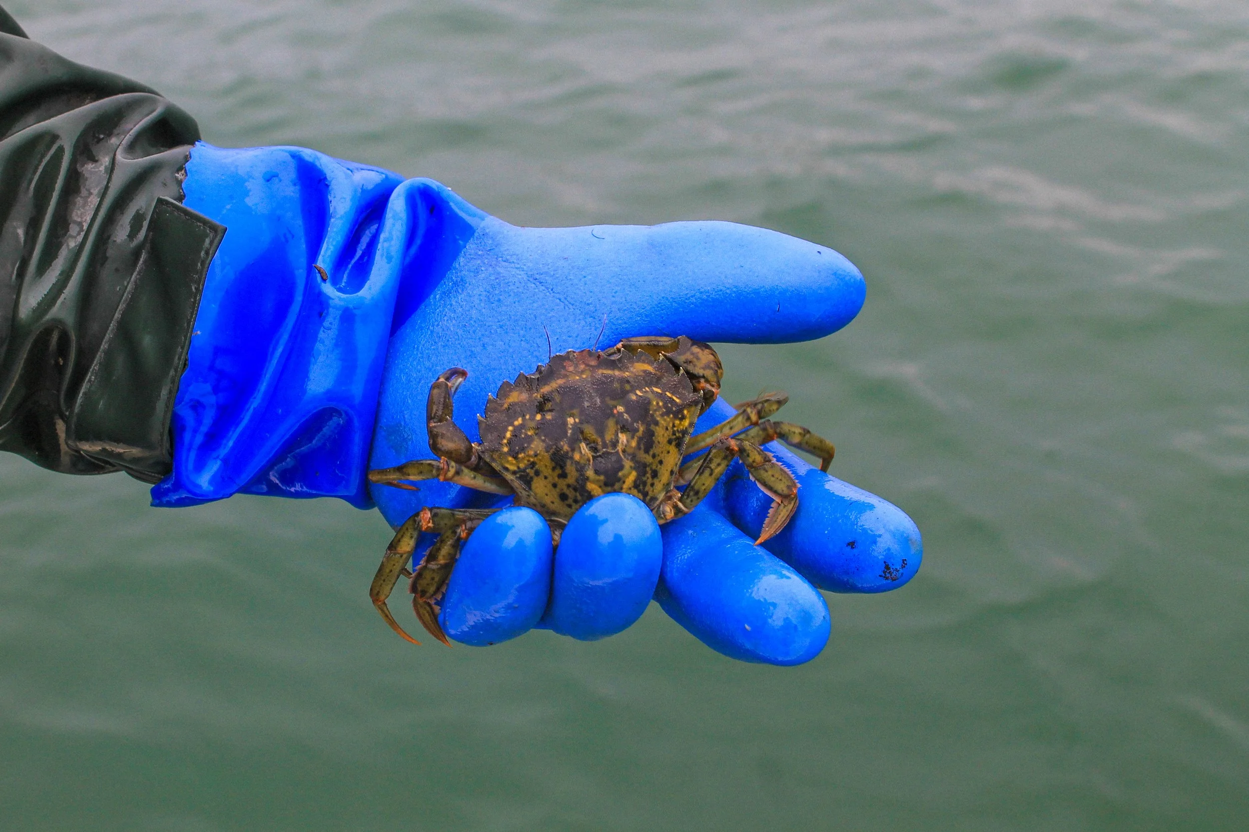 Touch Tank at Wellfleet Oyster Fest