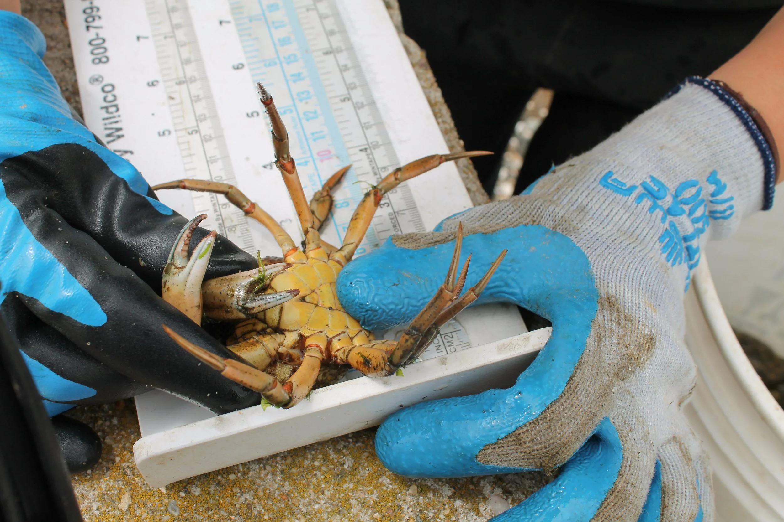 Meet the Harvesters x Center for Coastal Studies
