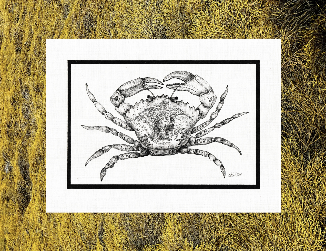 Signed Green Crab Print by  Evan Montellese