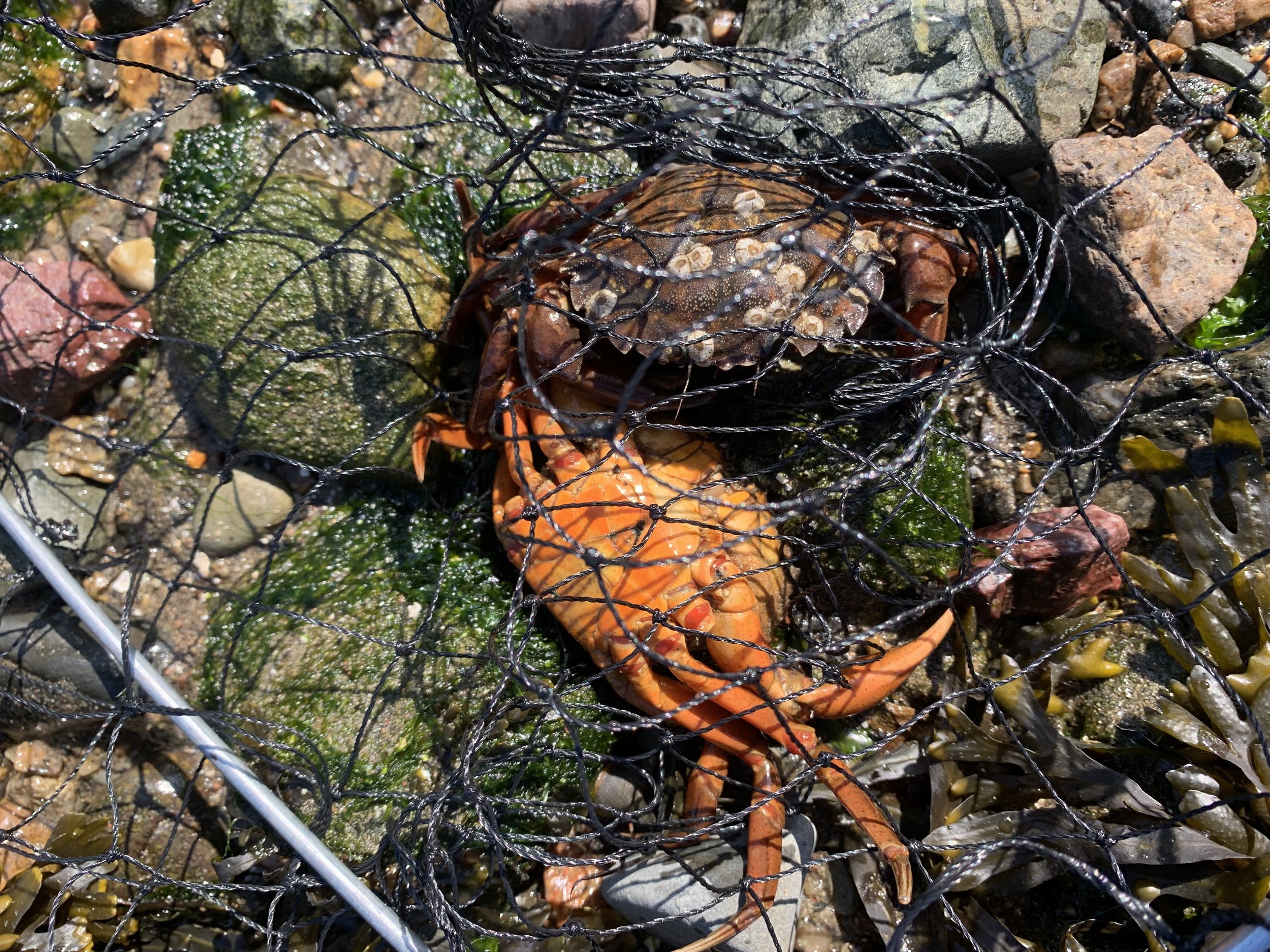 How to Trap Your Own Green Crabs —