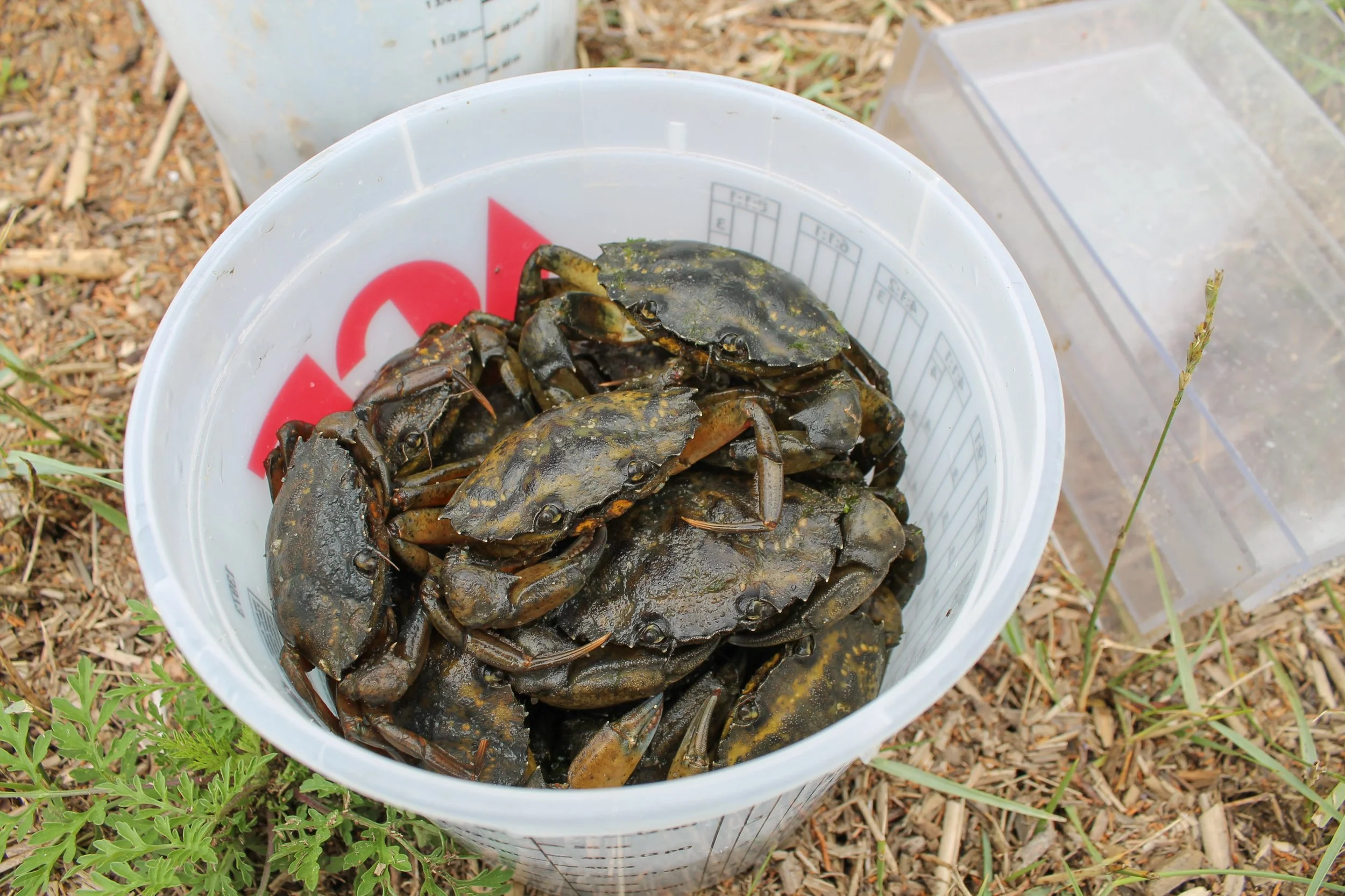 Green Crabs in Eastham