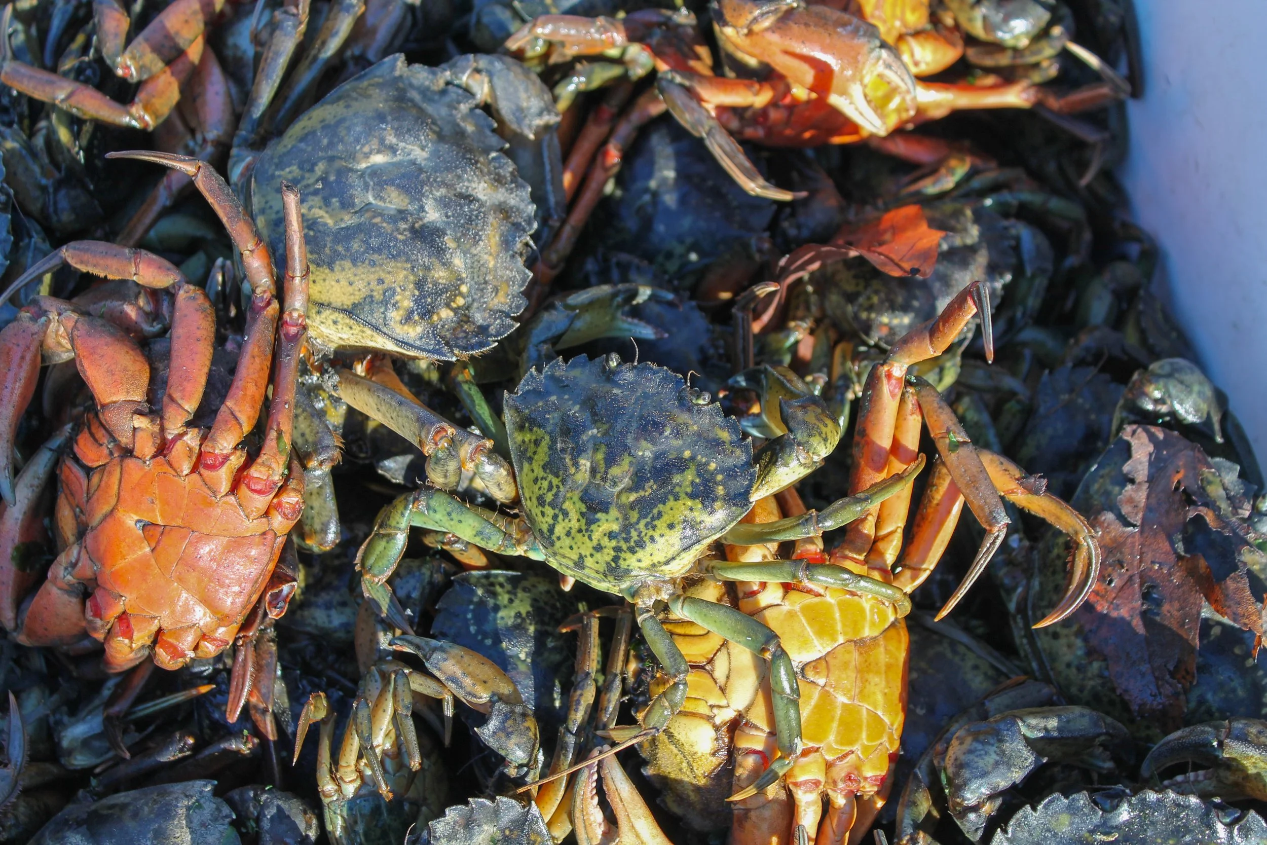 Green Crabs in Harpswell Maine
