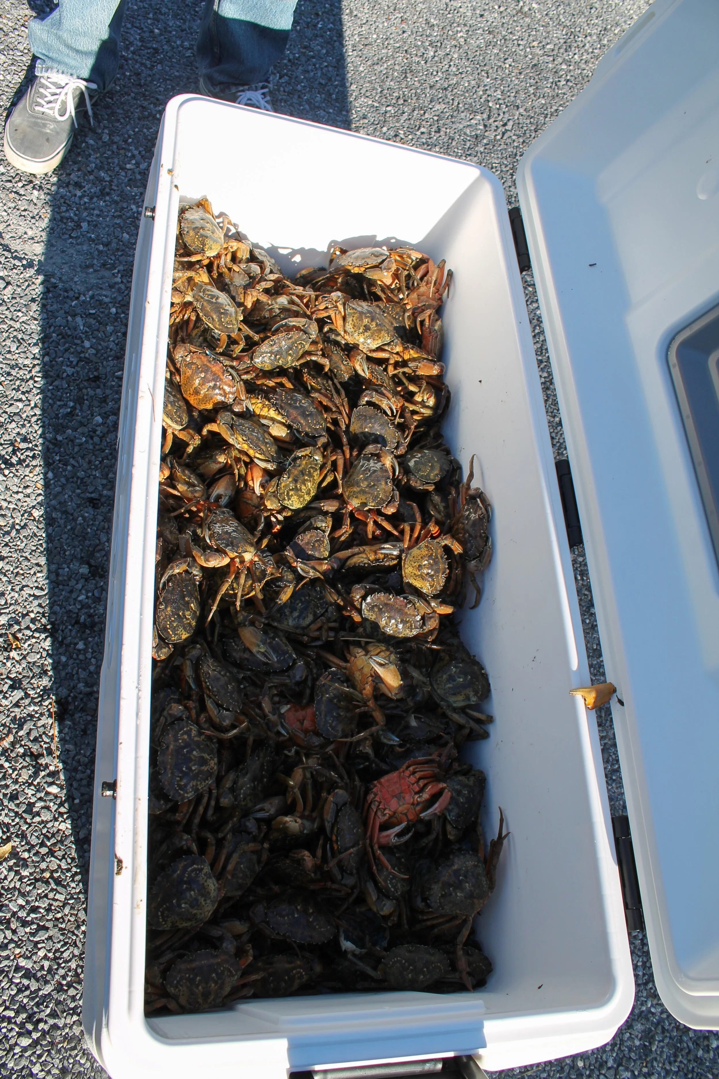 Quahog Bay Green Crabs
