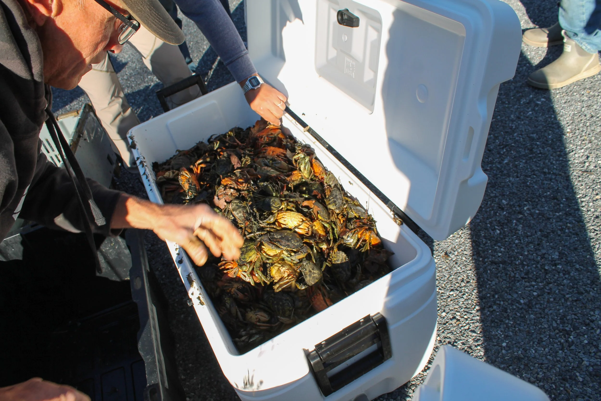 Jesse Roche holds green crabs
