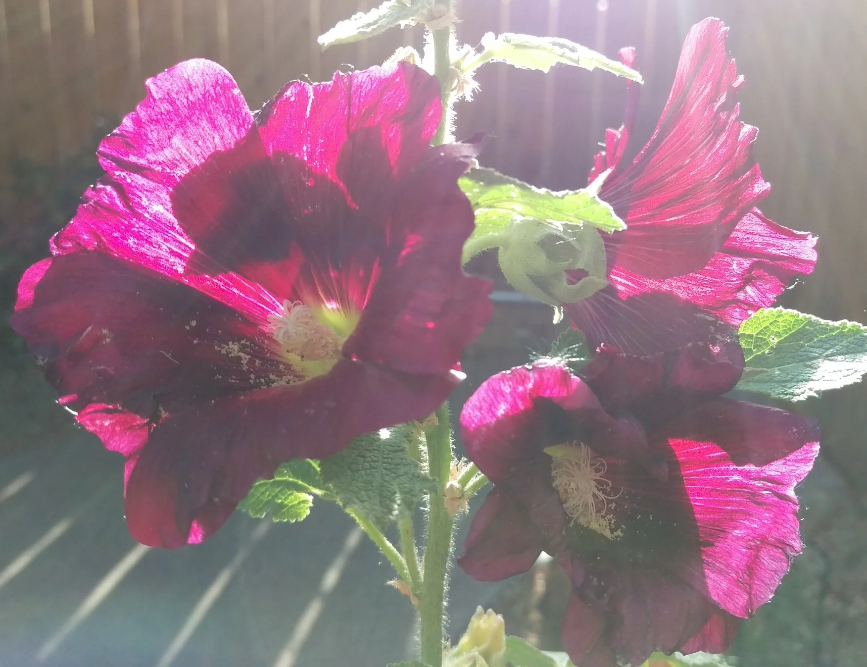 hollyhocks