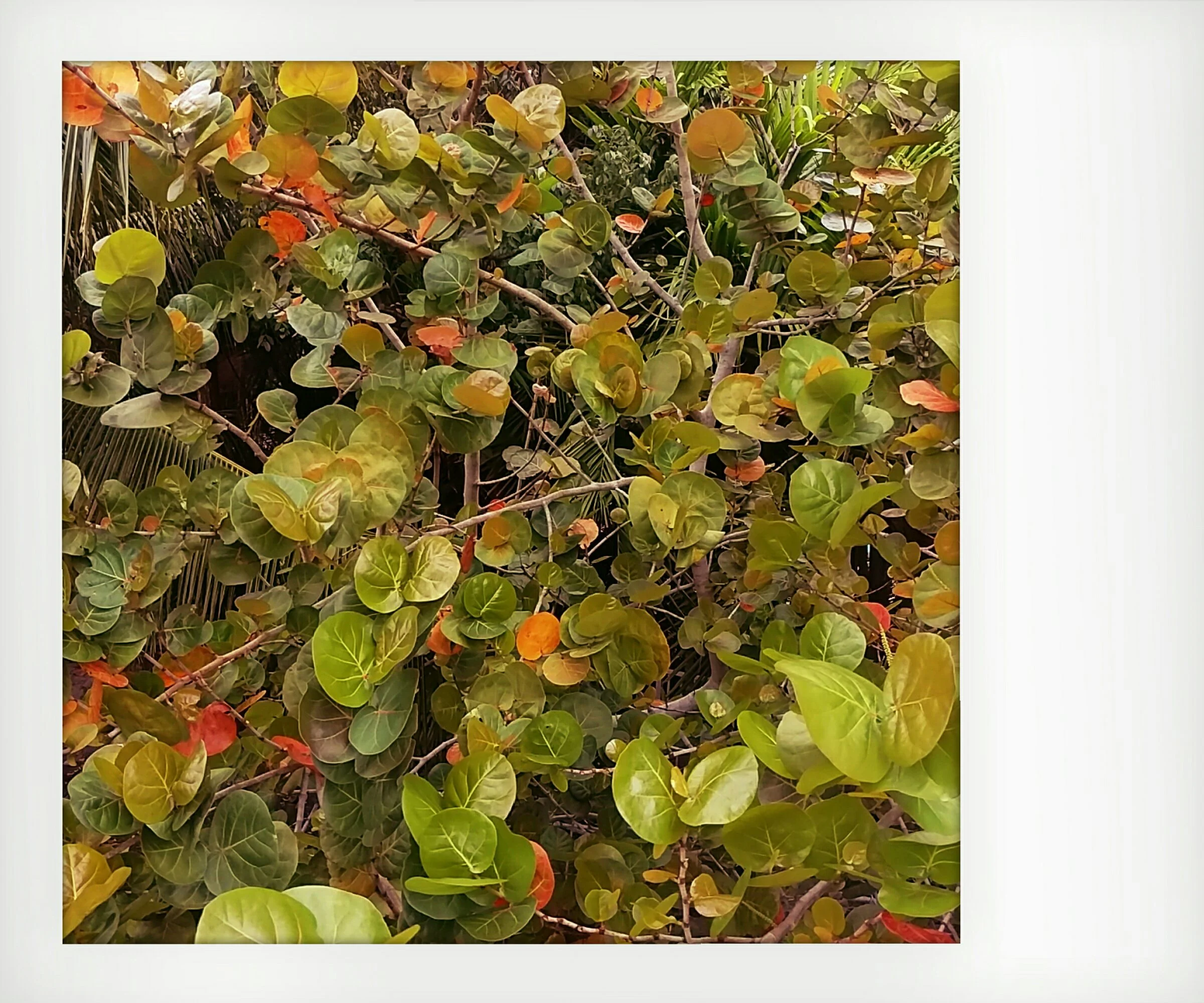 sea grapes