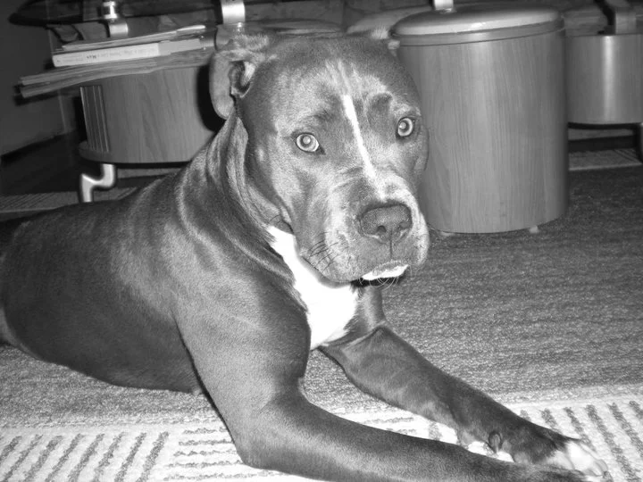 8 Facts About Pit Bulls