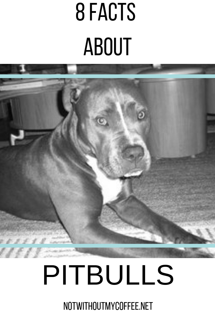 Not Without My Coffee- 8 Facts About Pitbulls.jpg