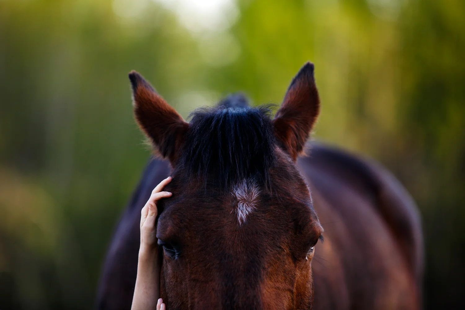 ArdelleNeubert_Horse_Pet_Child.jpg