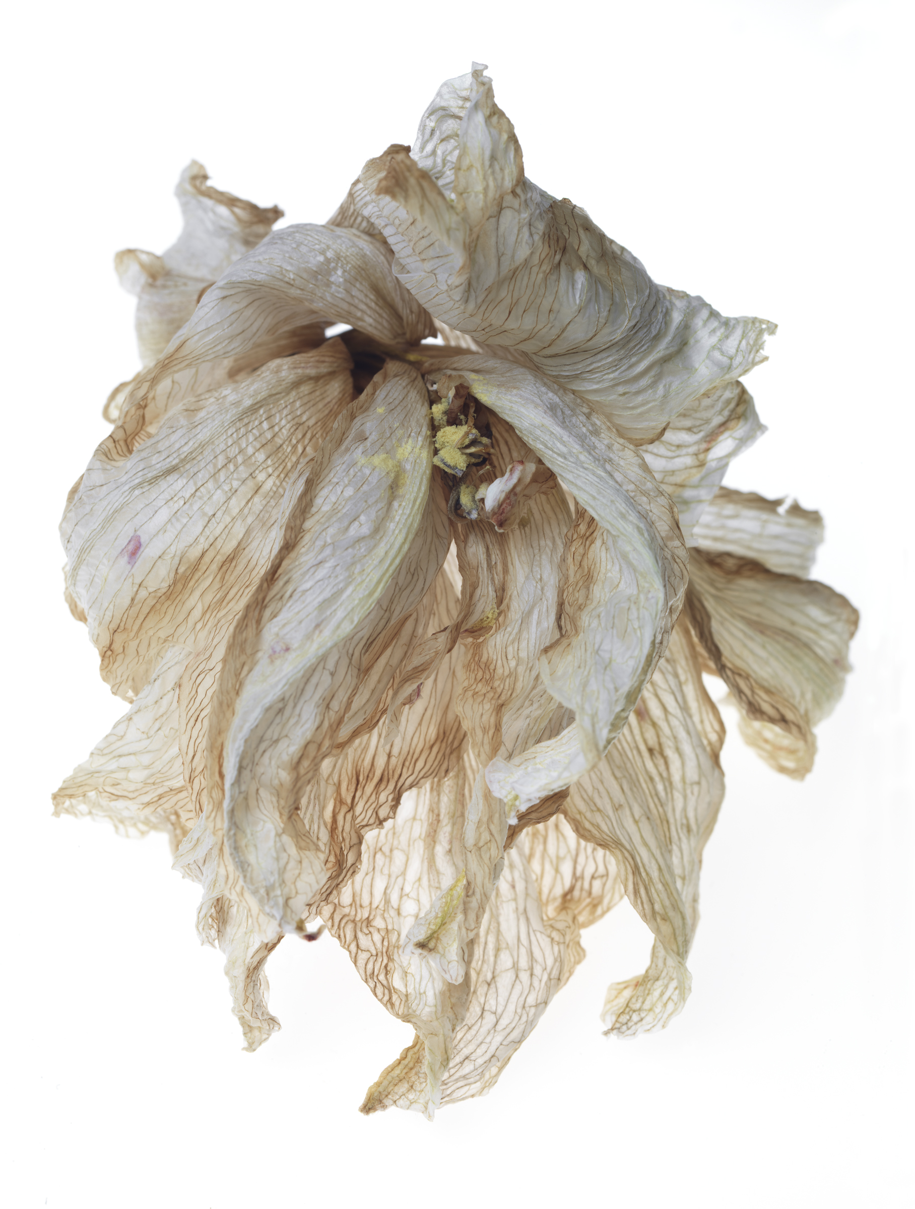Amaryllis #26