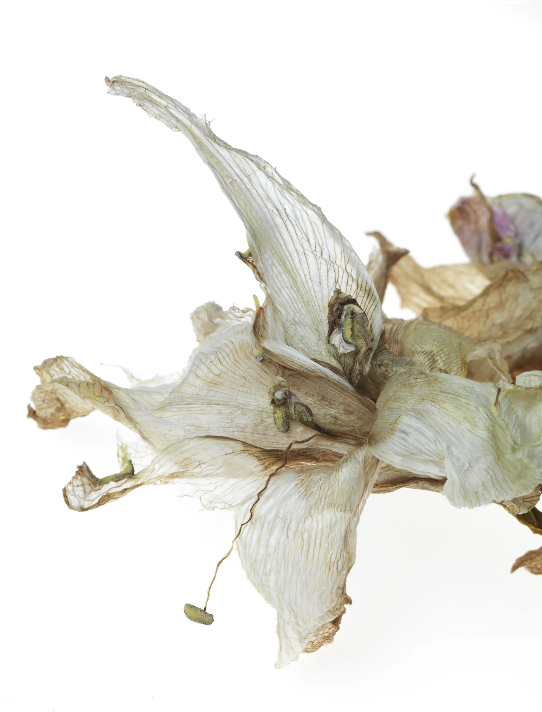 Amaryllis #33
