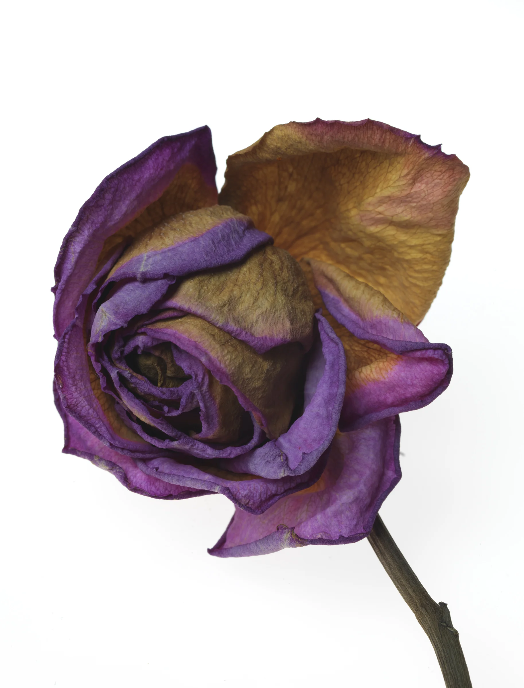 Rose #41