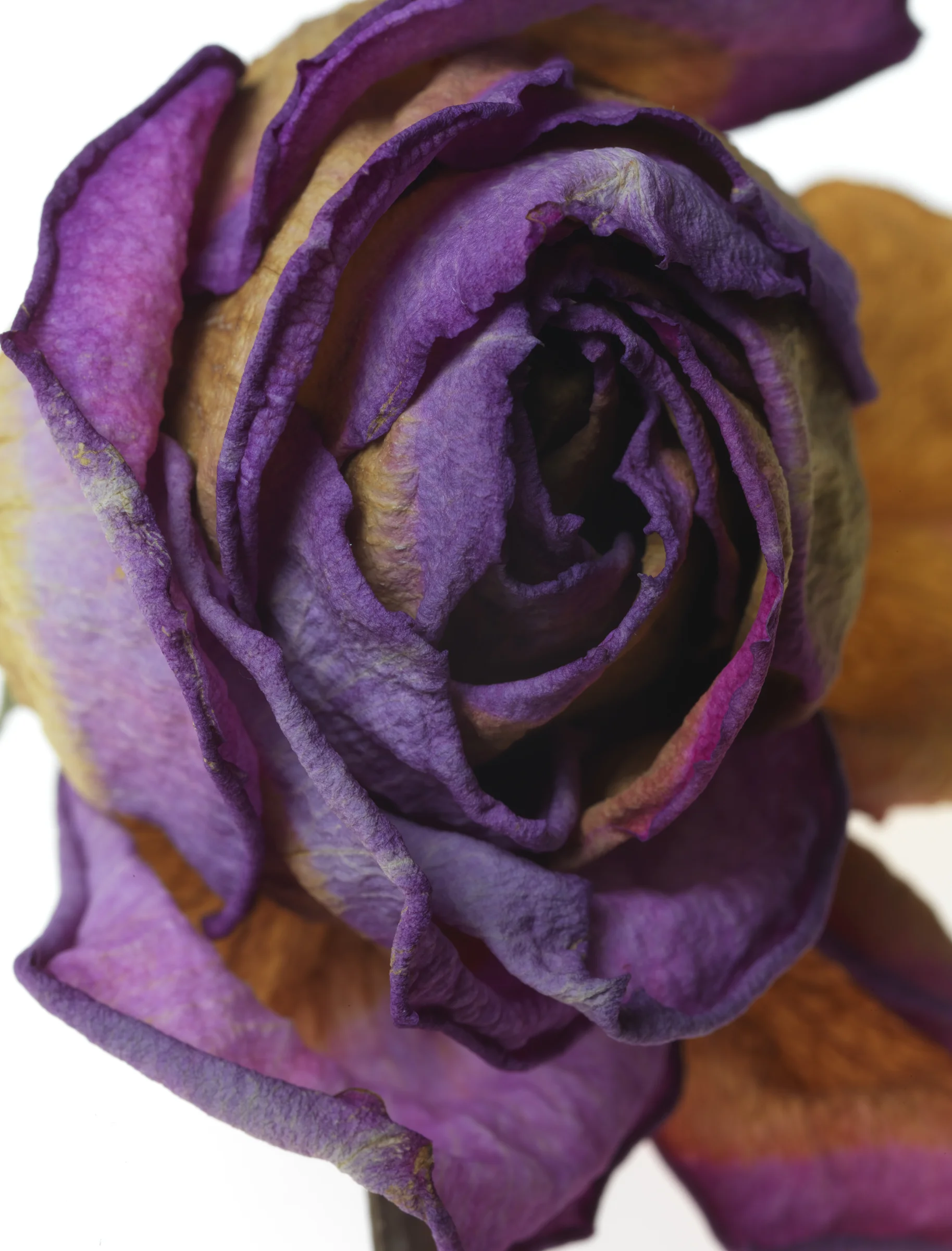 Rose #45