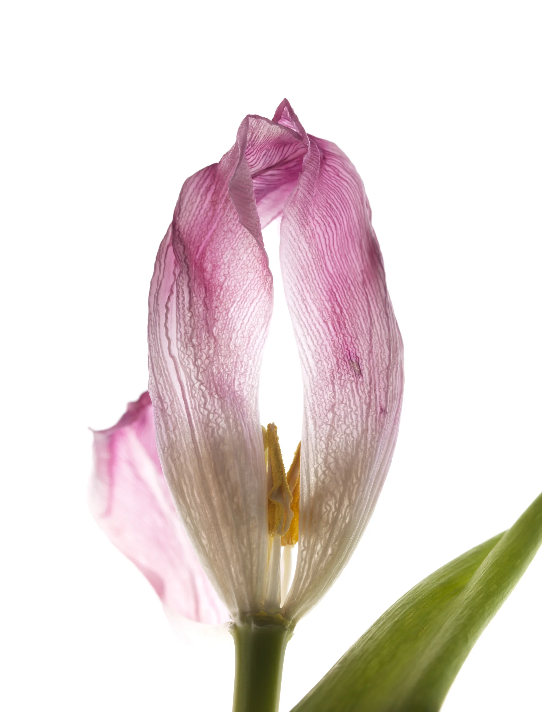 Tulip #69