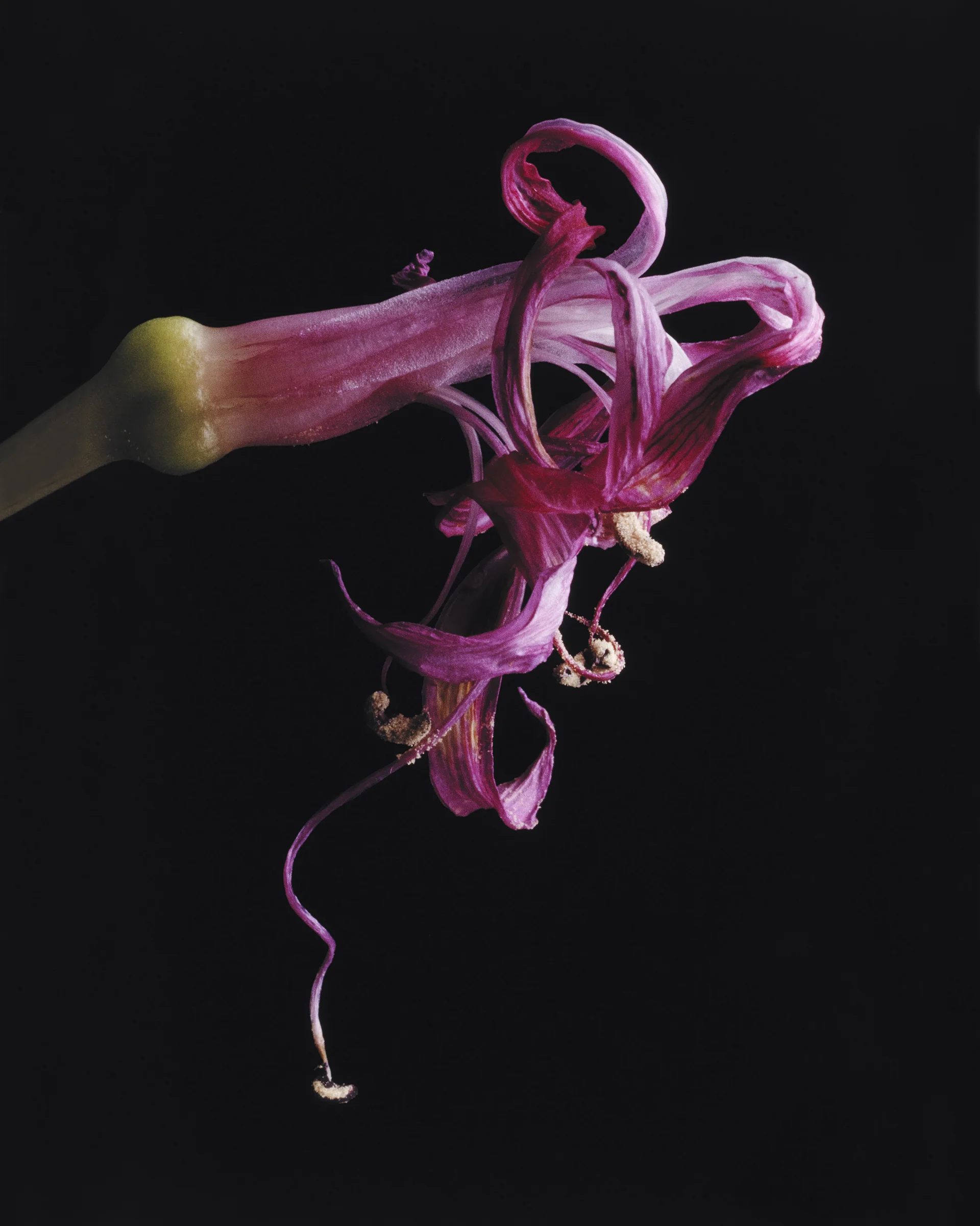 Iris #1