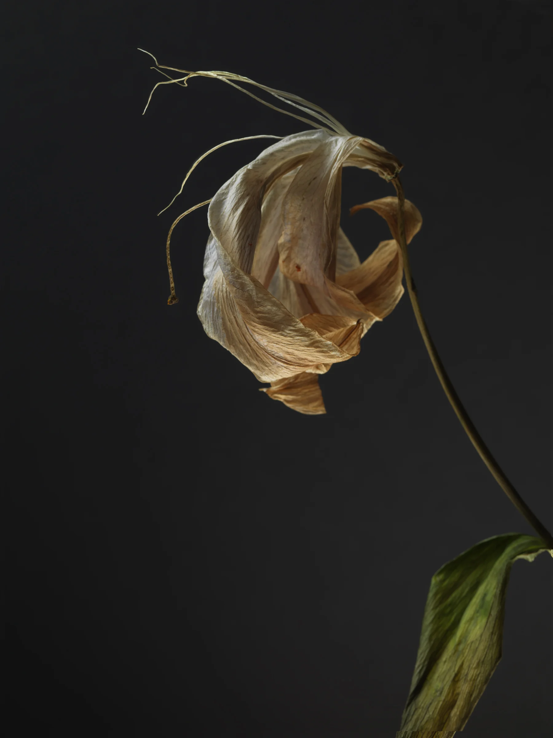 Lily #1