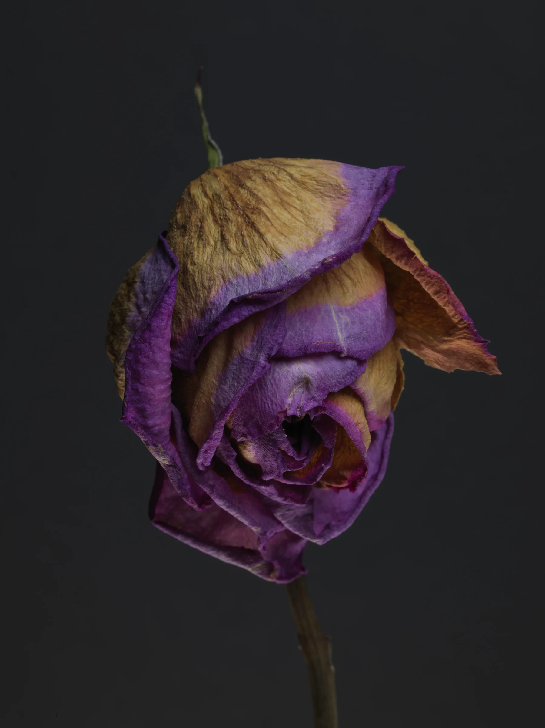 Rose #9
