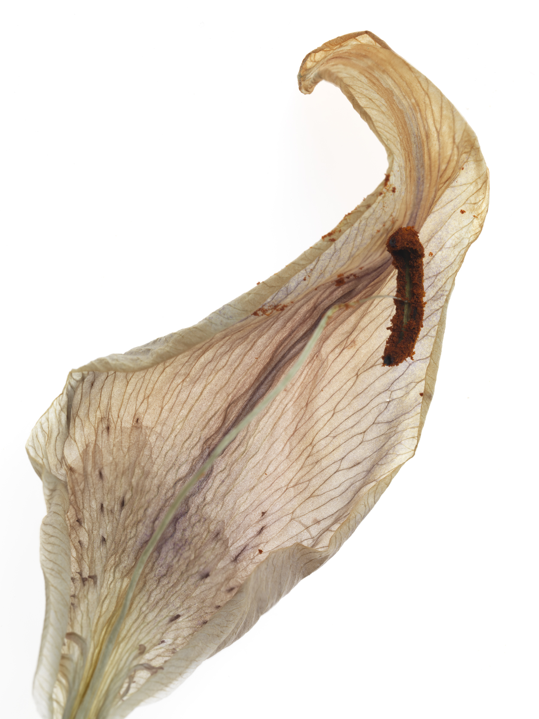 Lily #89