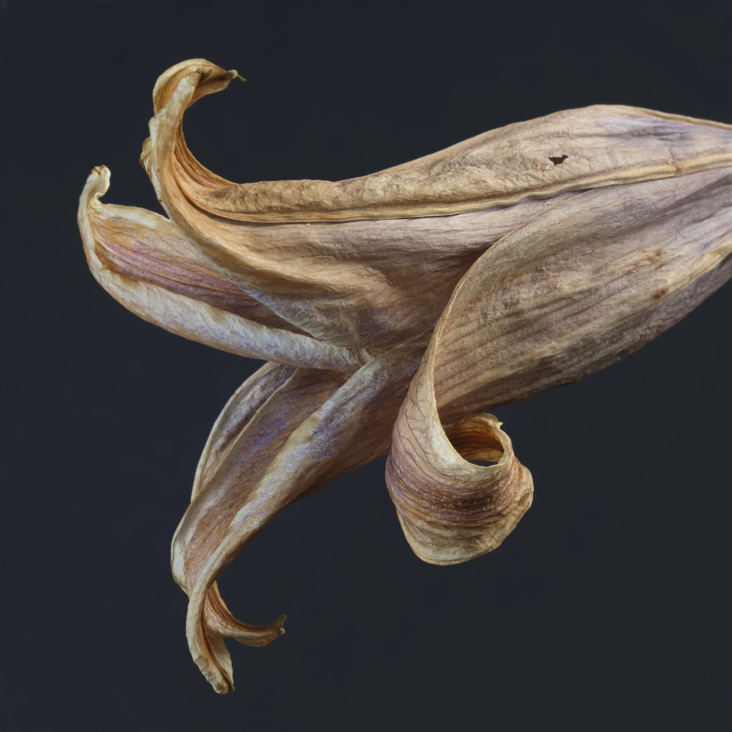 Lily #28