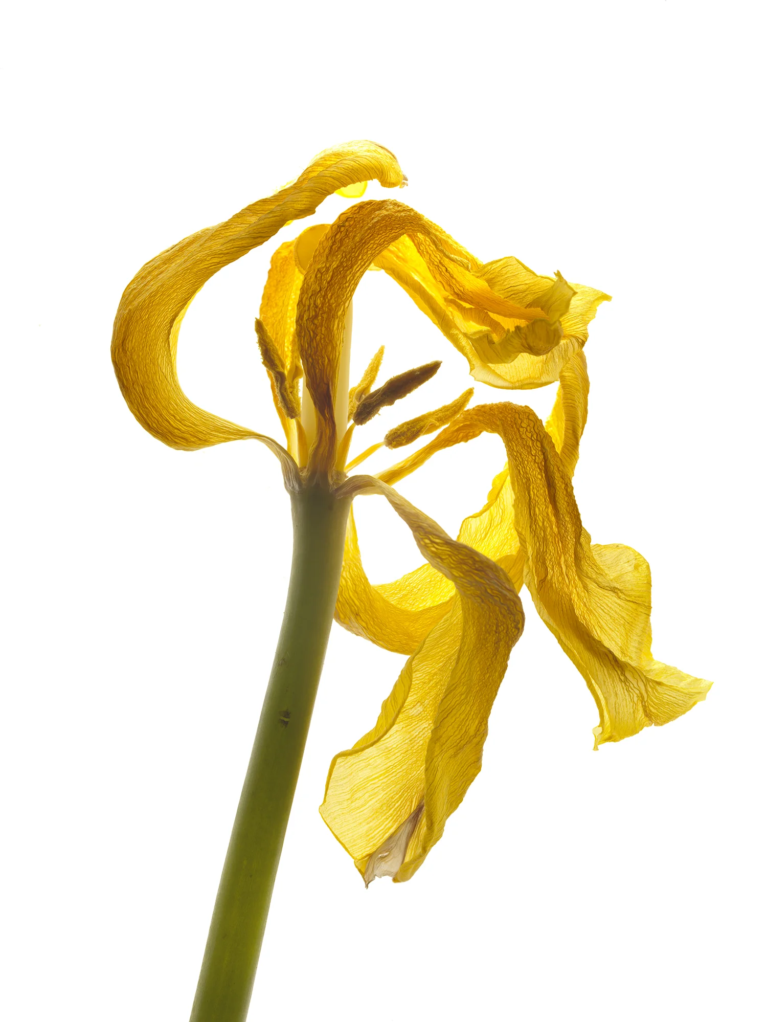 Tulip #90