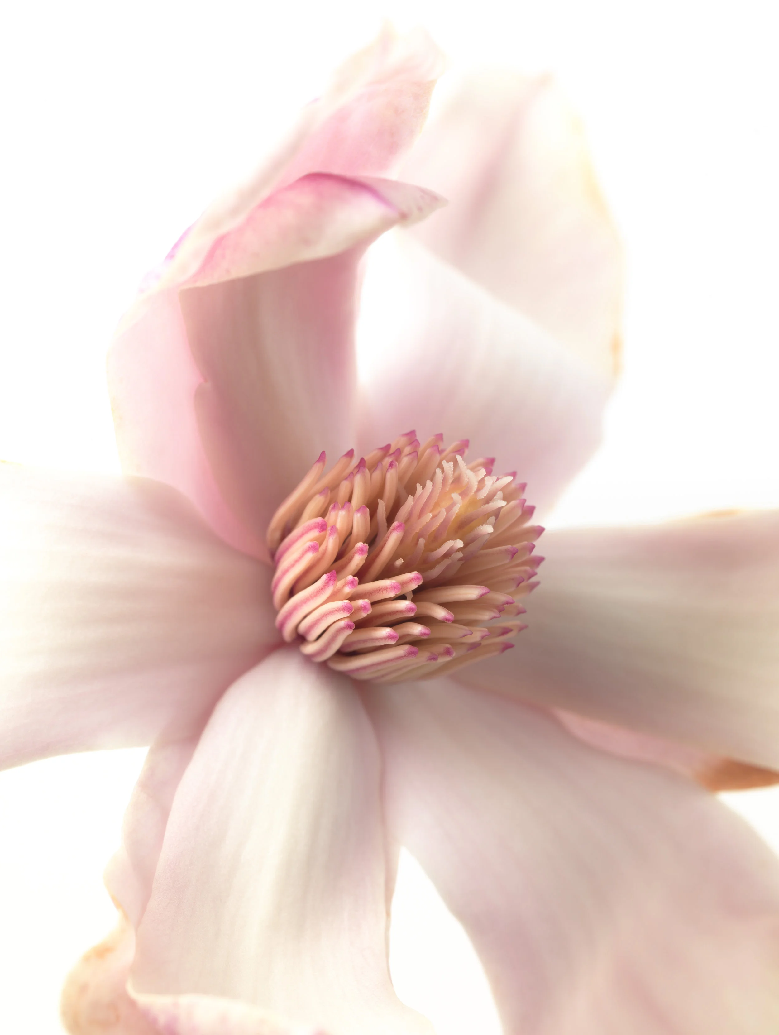 Magnolia #13