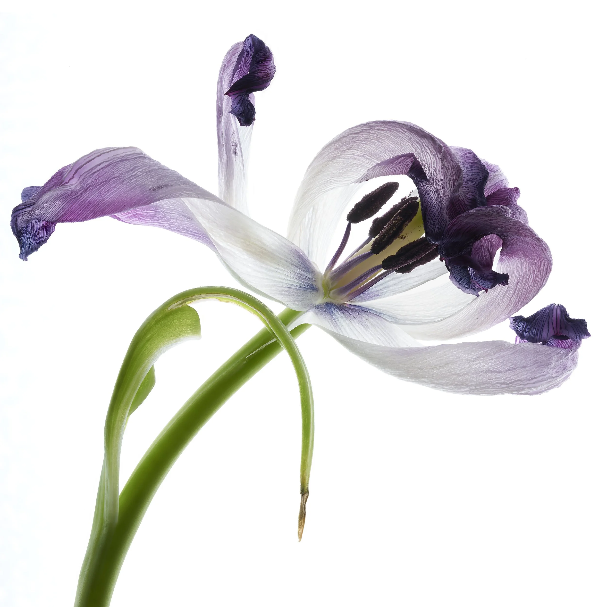 Purple Tulip  16.jpg