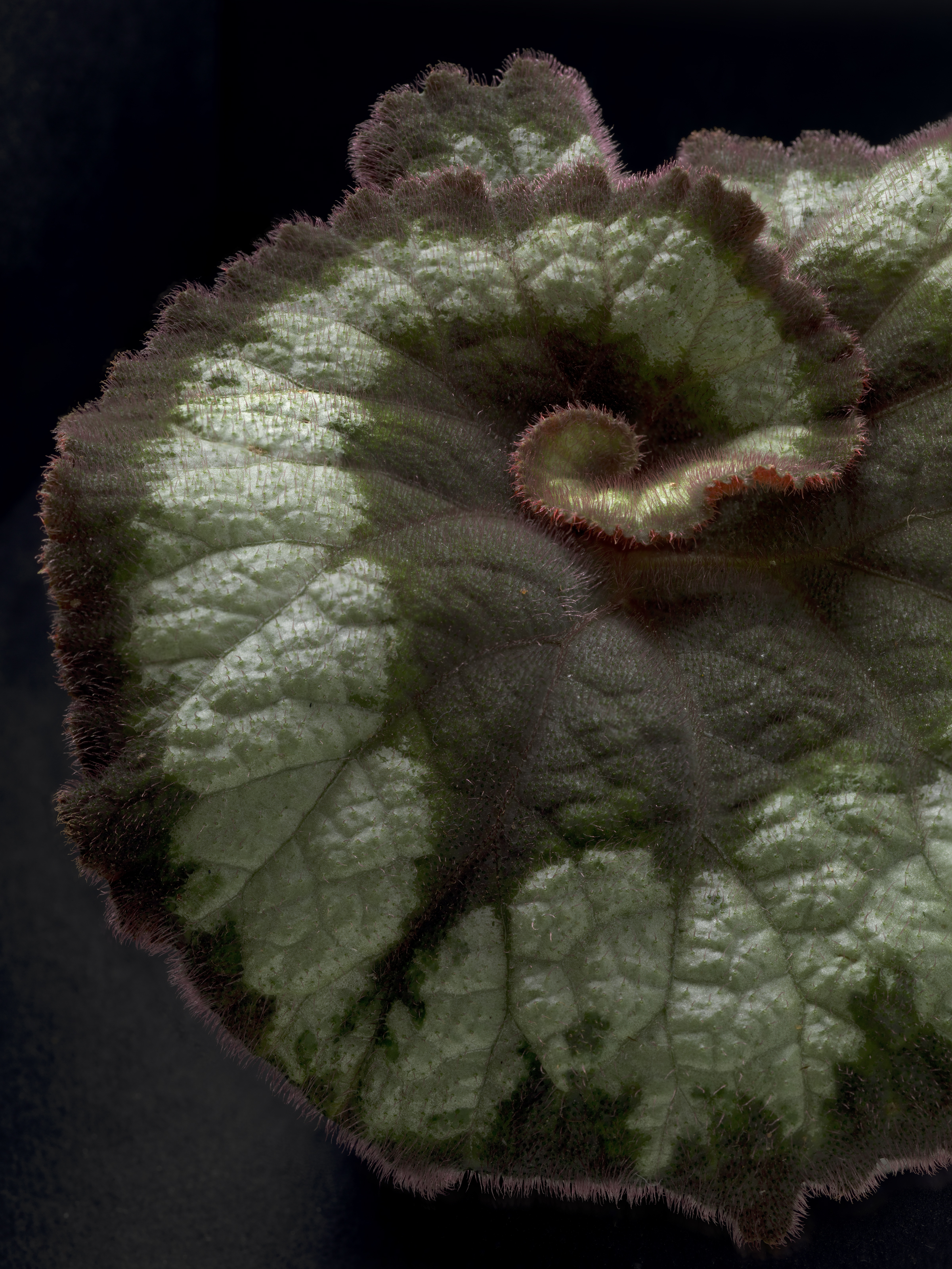Begonia #62