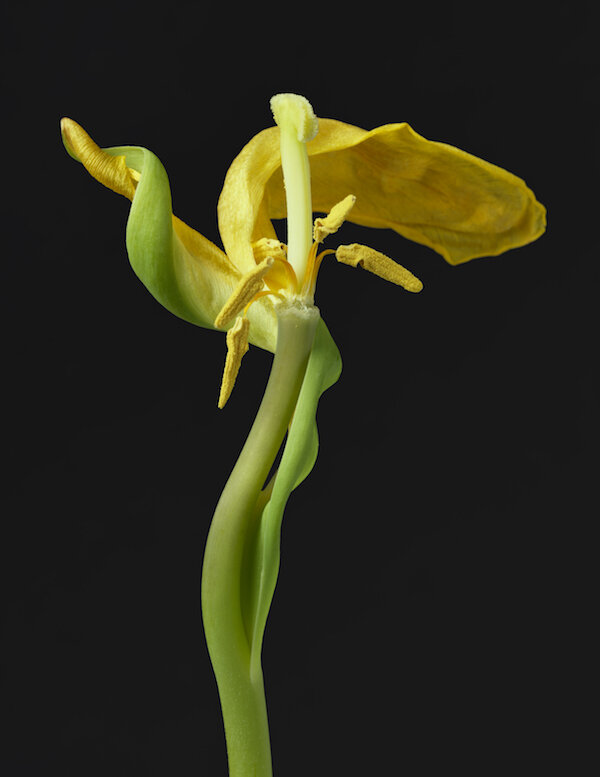 Yellow_Tulip_19.jpg