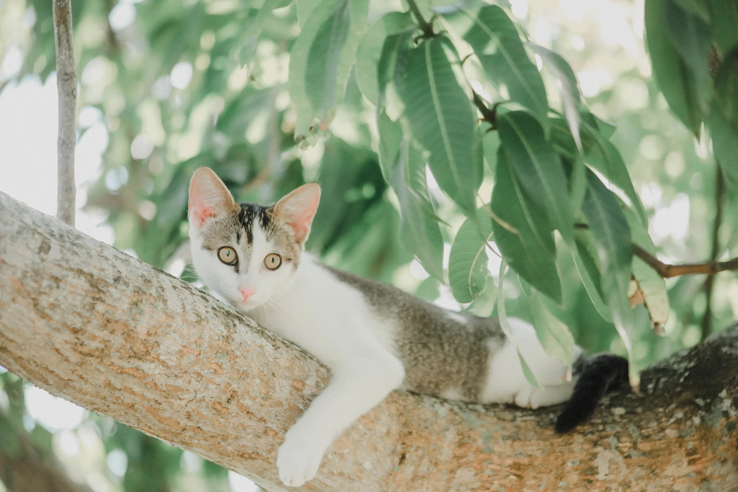 Early Morning Jungle Creature Training