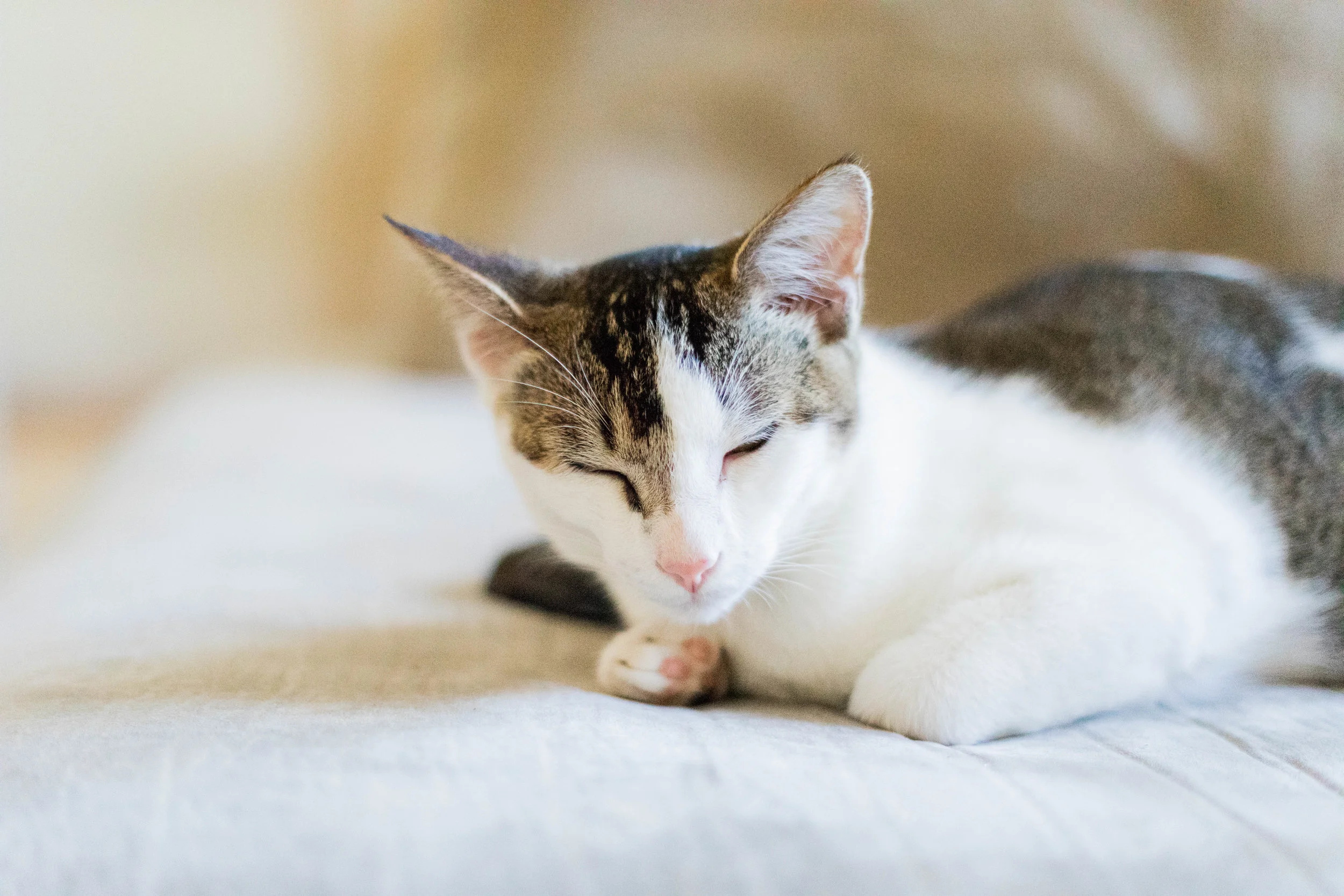 What I've Learned About Working From Home