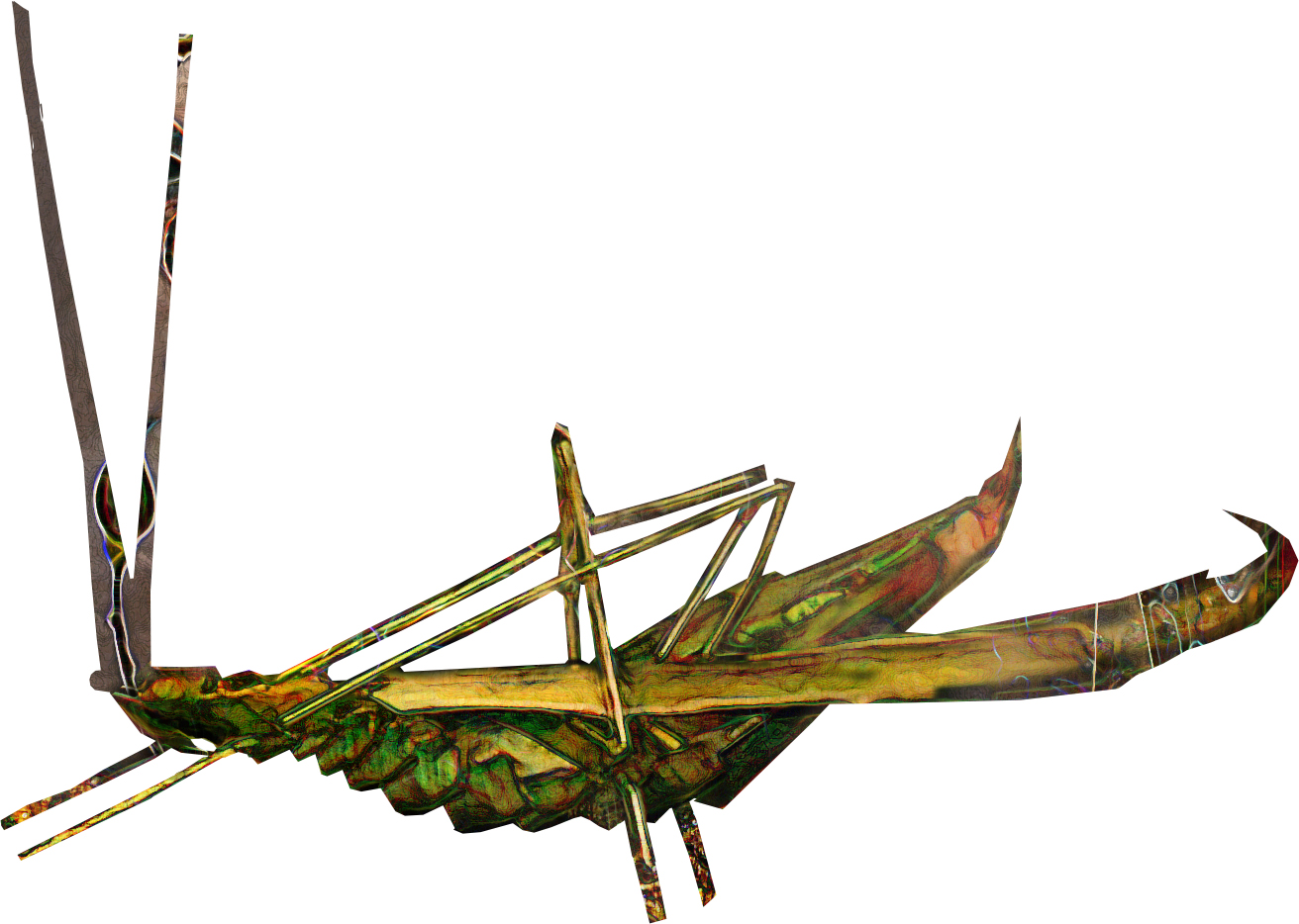 grasshopper .jpg