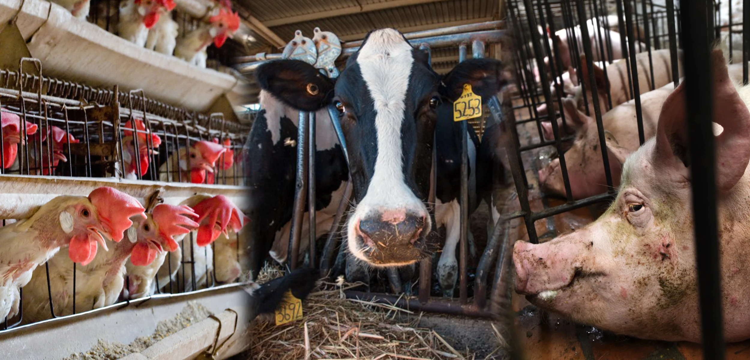 Photos by Jo-Anne McArthur / We Animals