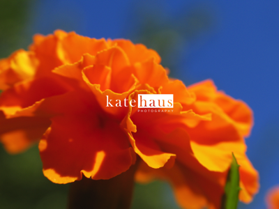 flower3.png