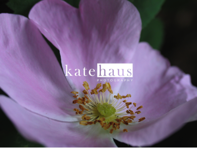 purple-flower2.png