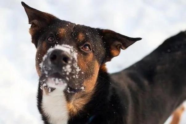 snow_dog.jpg