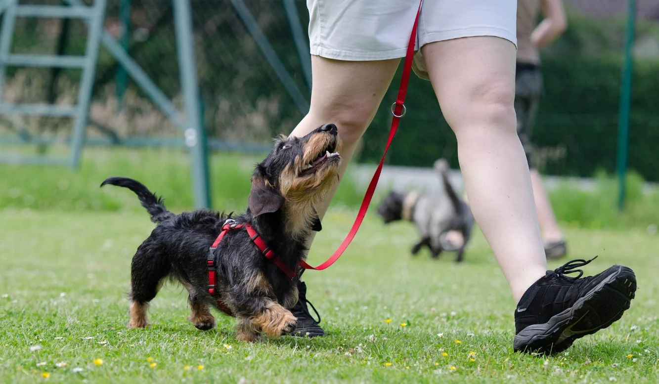 dachshund-672780_960_720.jpg