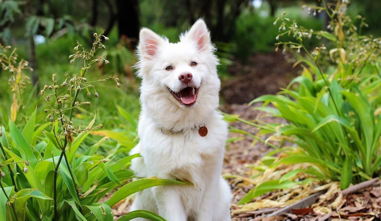 dog-2088428_1920.jpg