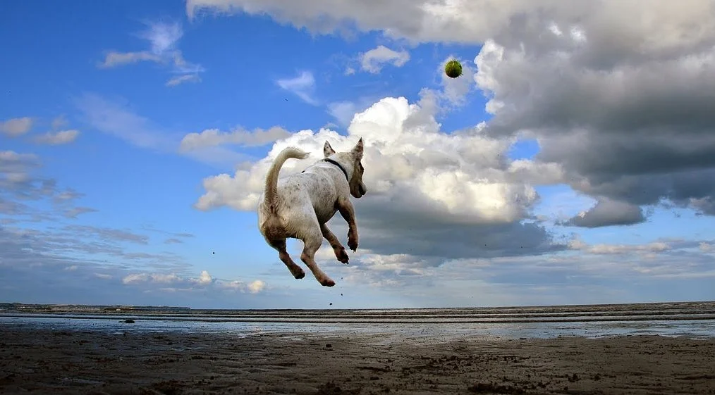 1024px-Jack_Russell_Terrier_flying_after_a_ball.jpg