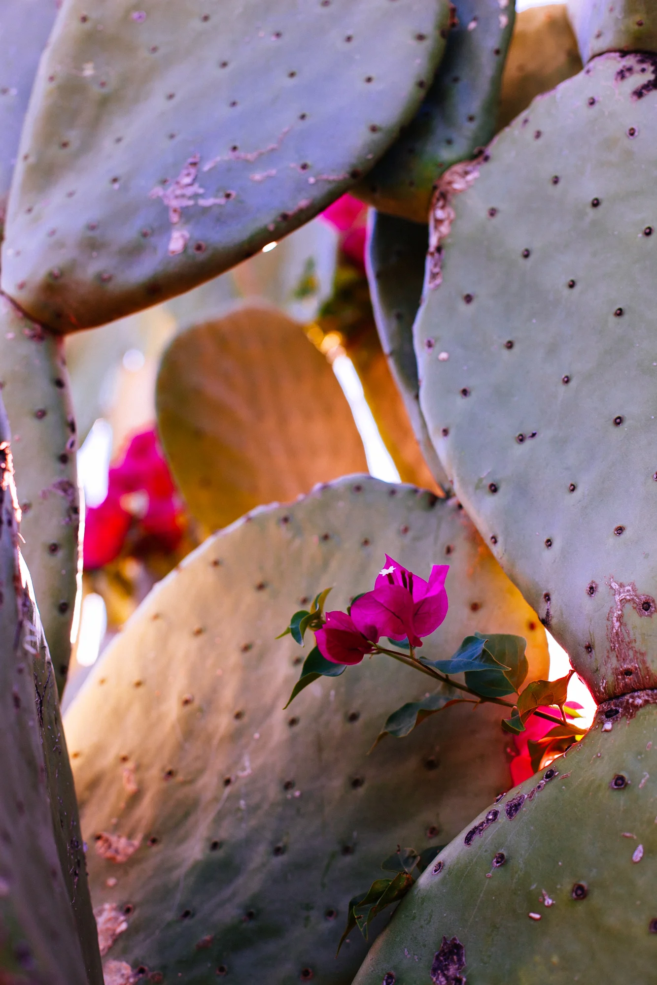 Arizona