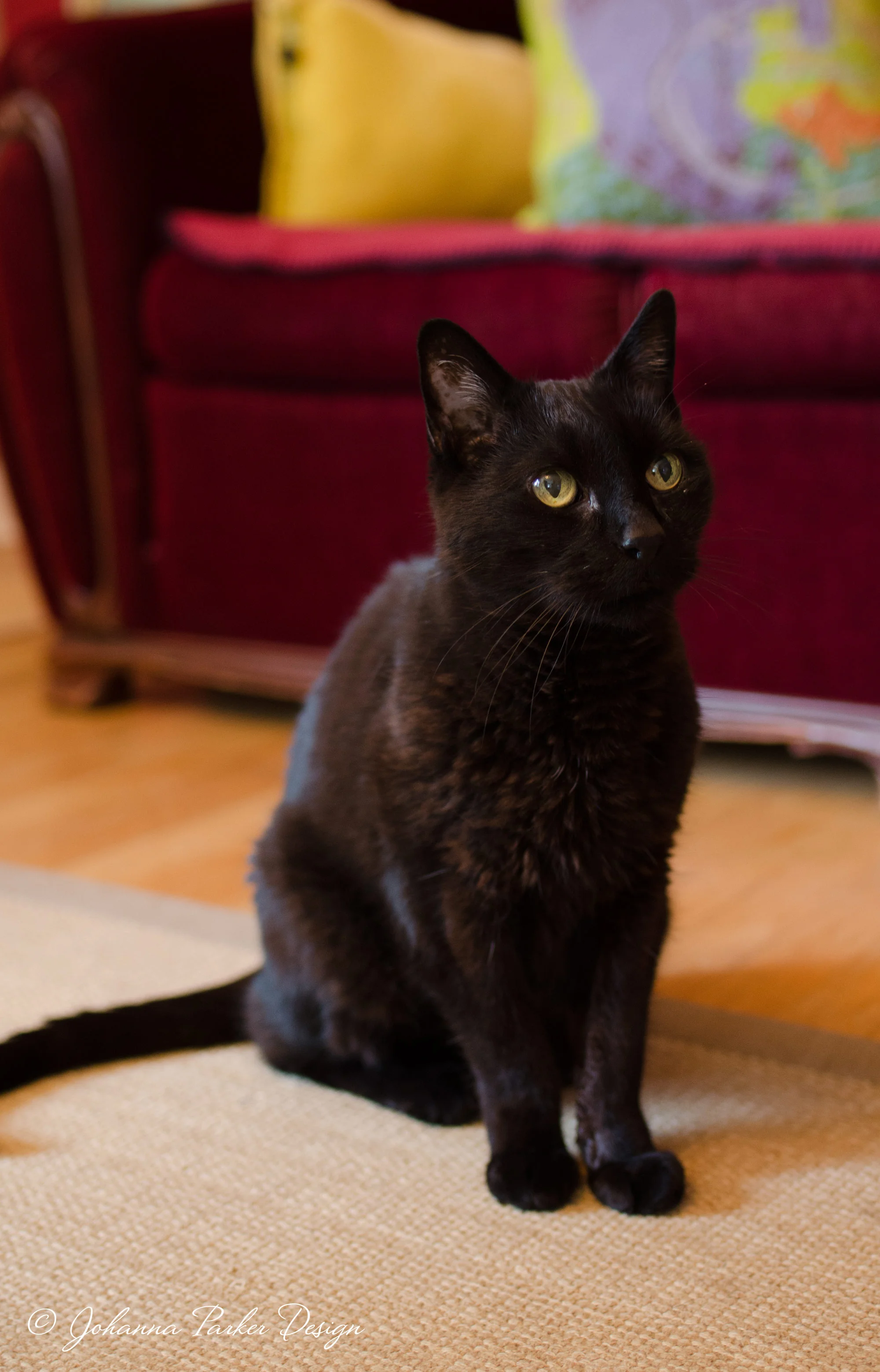 Spoonflower asked me to submit photos of things, animals or places that inspire me. Our black cat Jack is always an inspiration. We chose another more Halloween-centric photo of him that you can see on their Blog Post . But, this was the runner-up. 