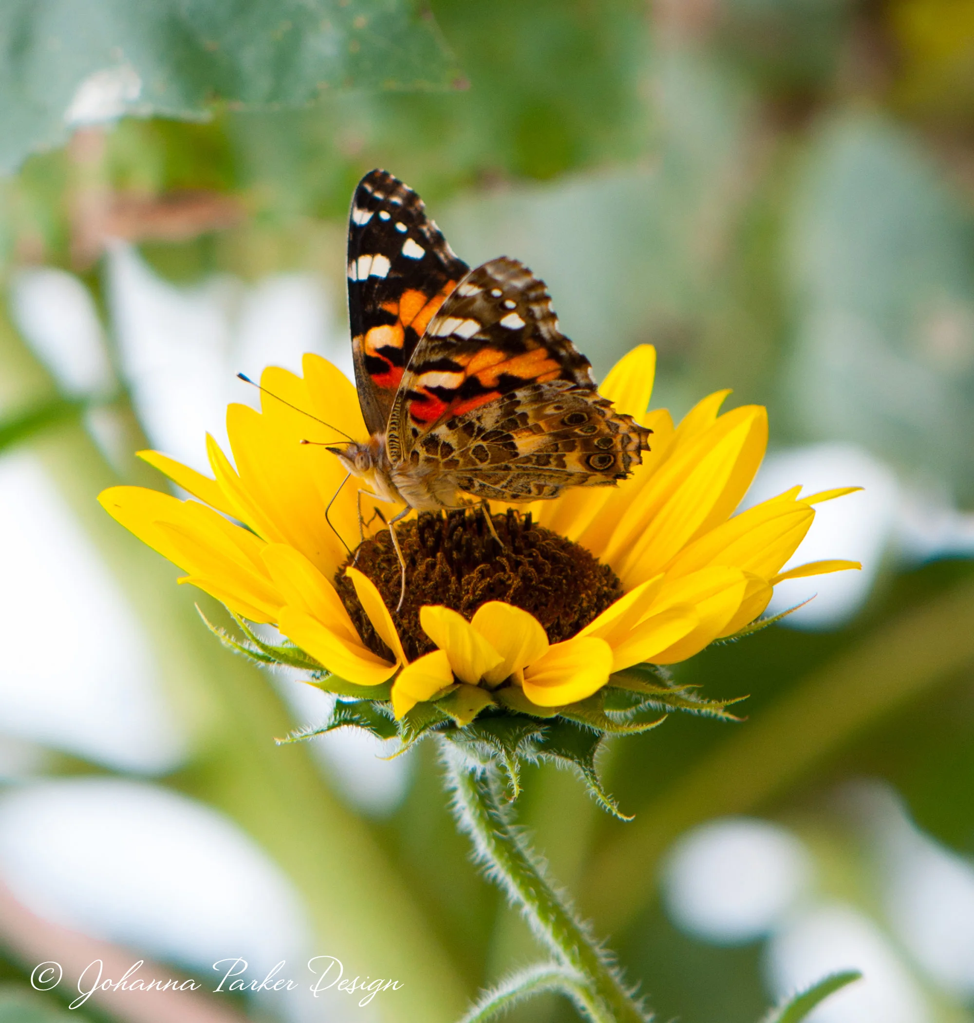 Our garden inspiration shoot occurred in the midst of a painted lady butterfly migration! With each step, a flurry of Halloween-hued wings would scatter and resettle on surrounding blooms. It was magic! Spoonflower included this photo in my Q & A, but this view offers a closer peek at the character of this intriguing insect.
