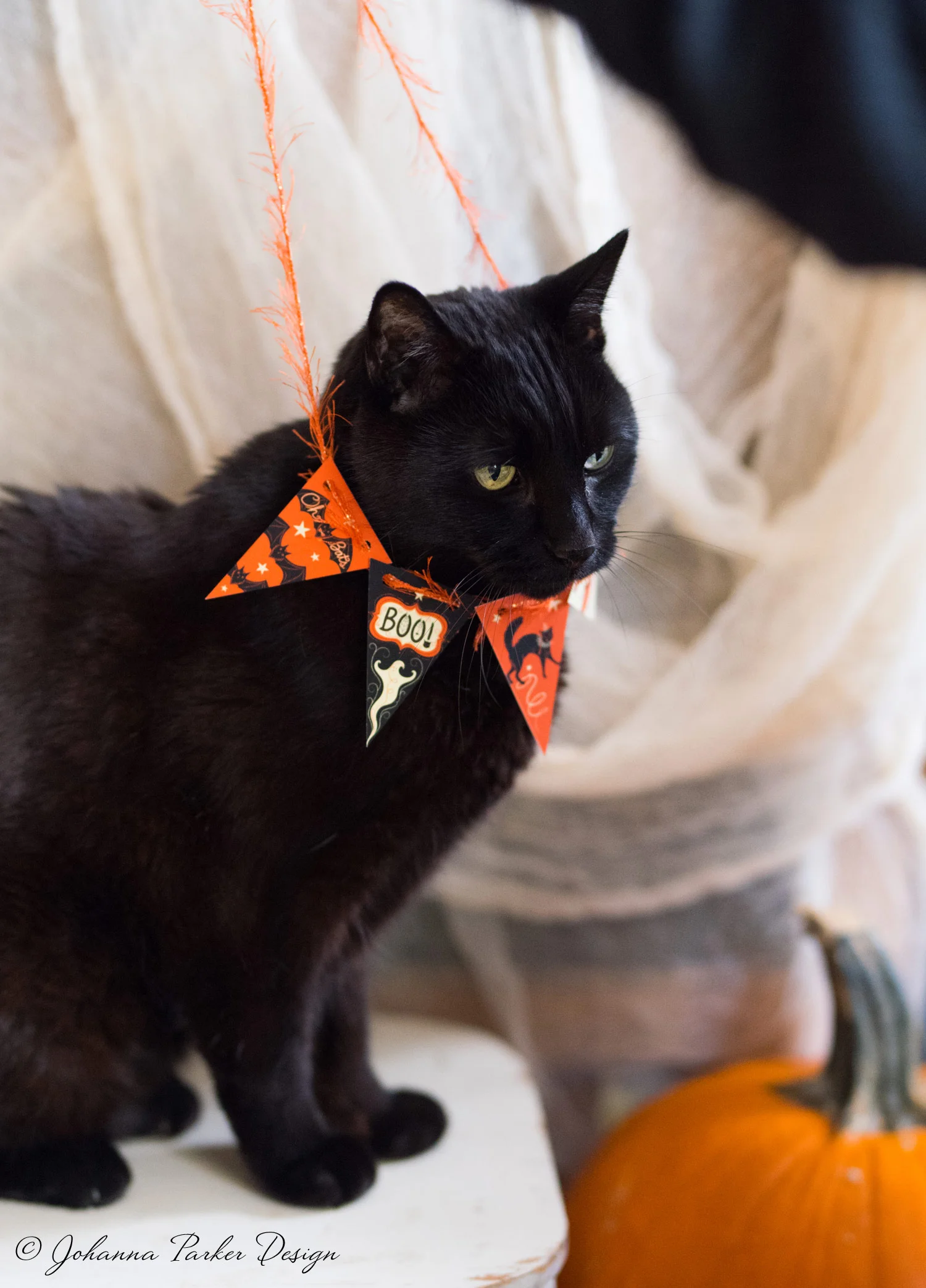 I'm readjusting his Halloween finery here... He didn't seem to mind one bit...