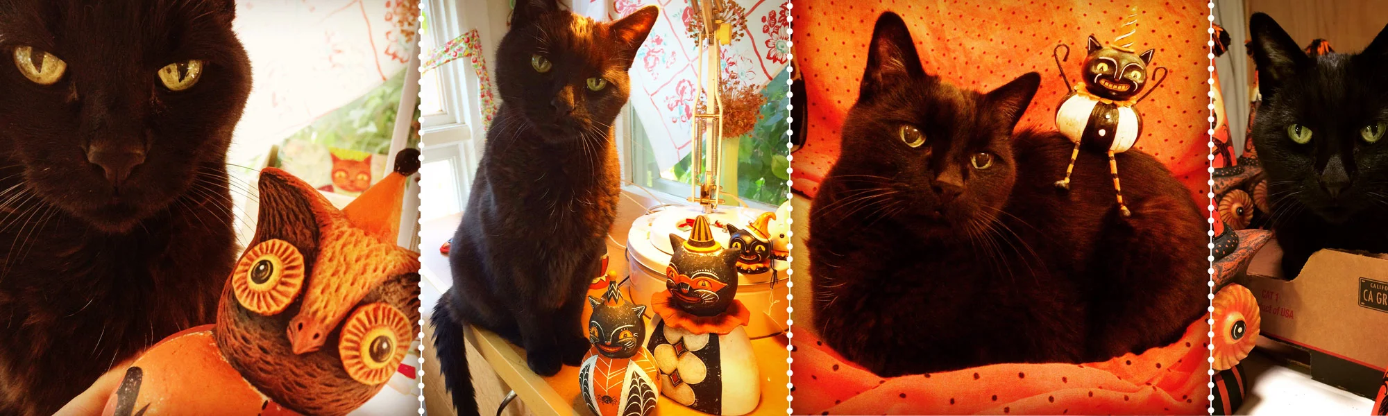 Jack-Cat-Banner.jpg