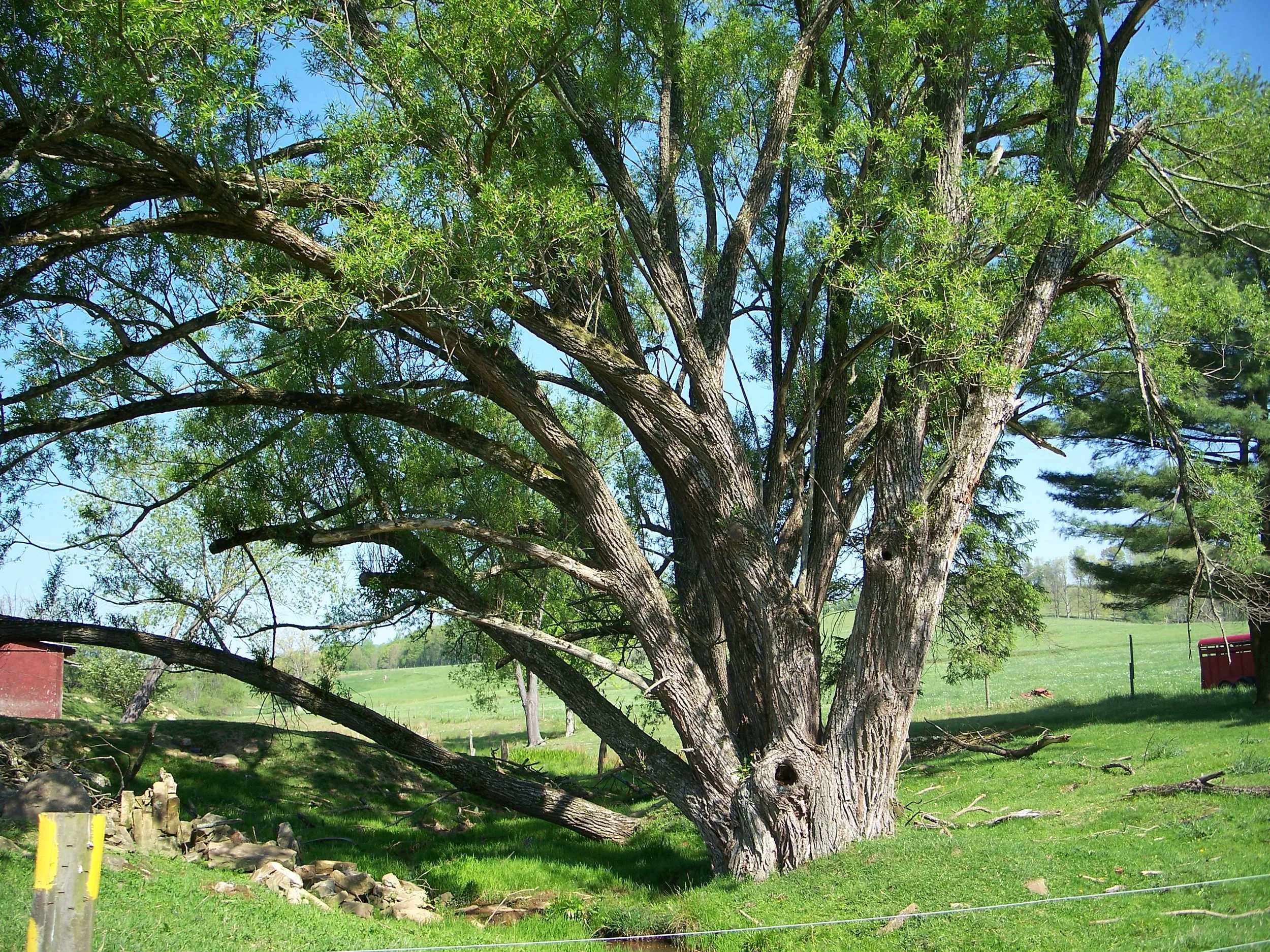 Ancient black willow - By Doug Wood