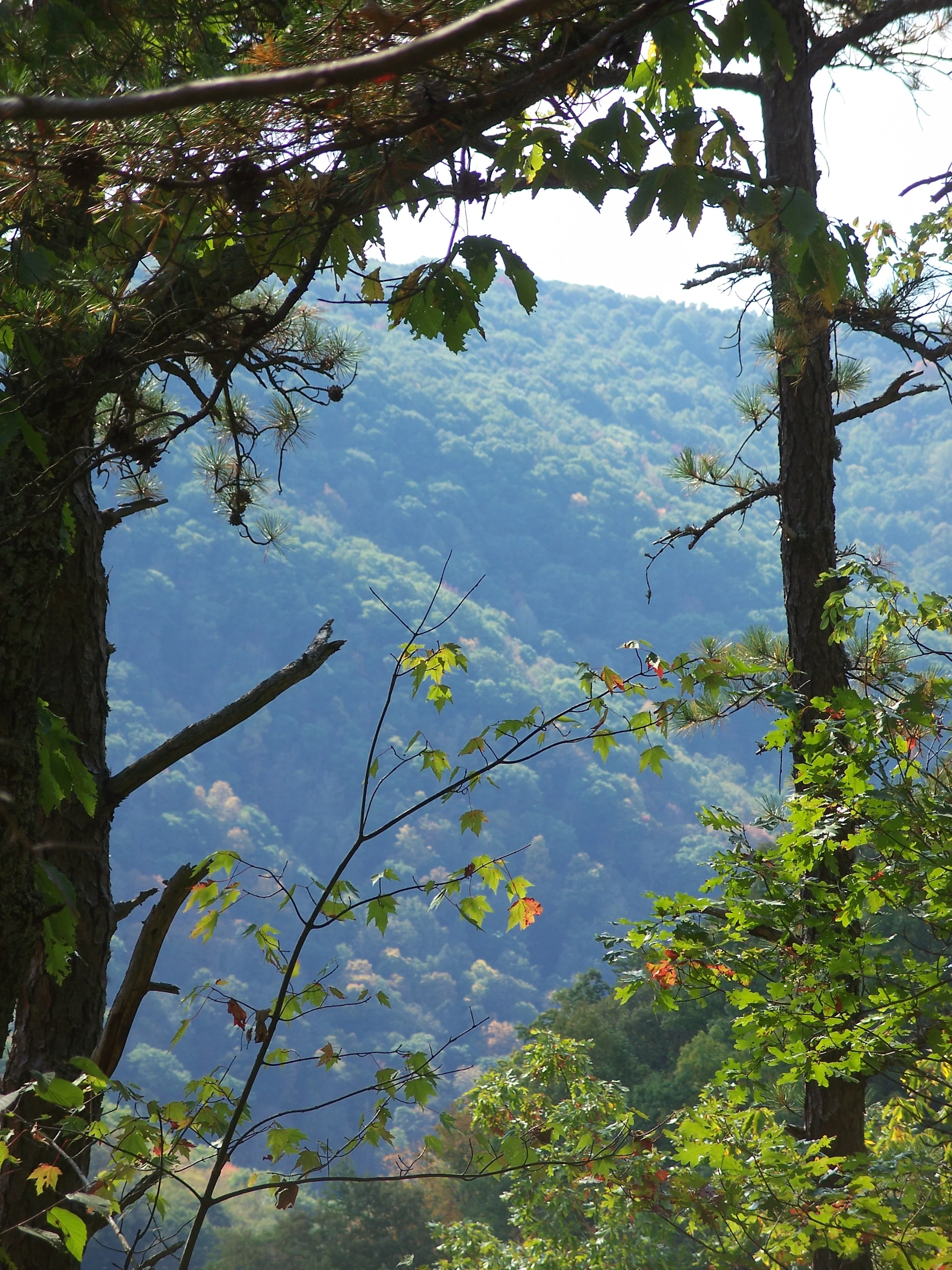 Descending into Beaver Creek Gorge - By Doug Wood