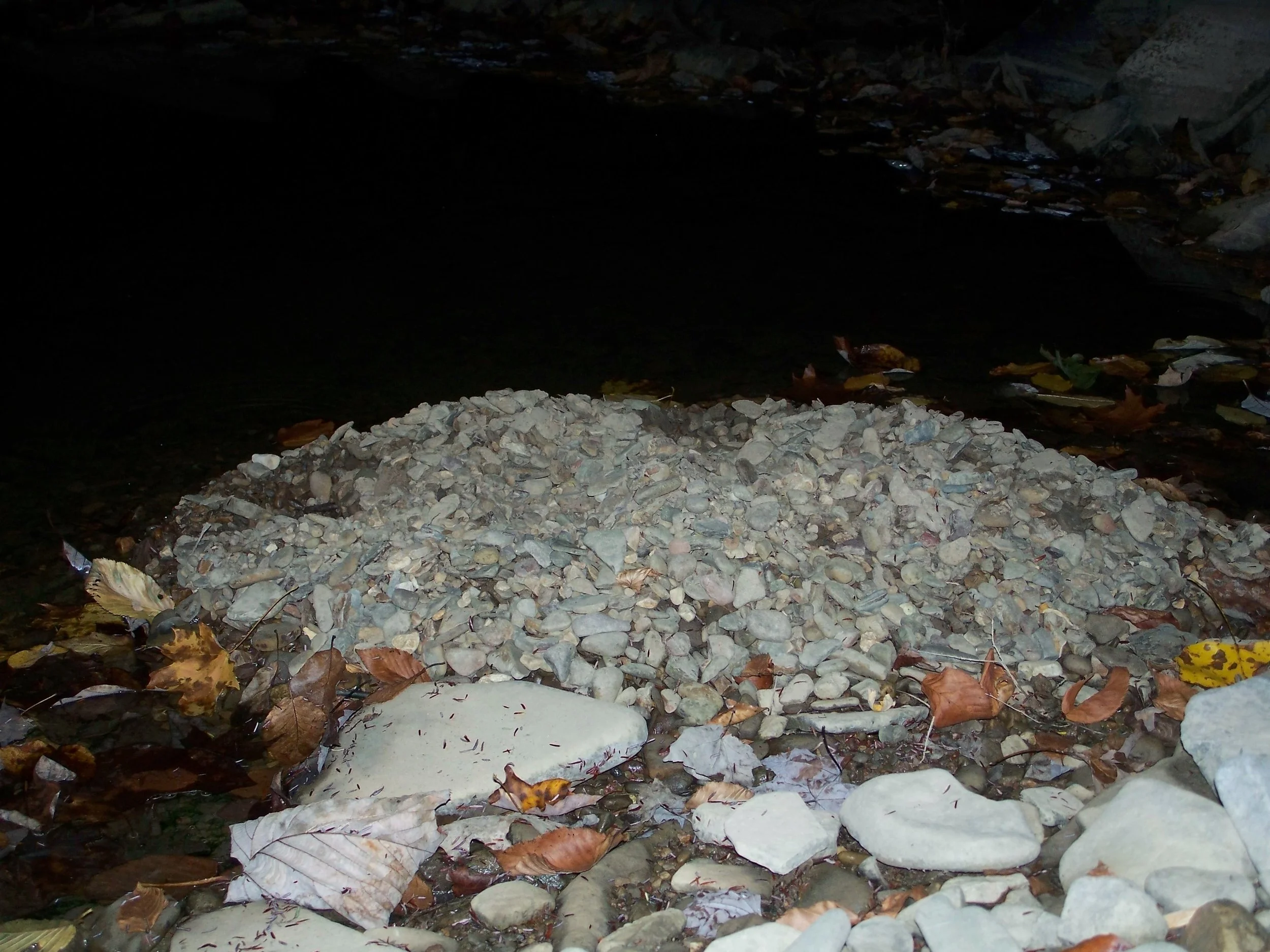 S3 Giant chub breeding platform in Beaver Ck - By Doug Wood
