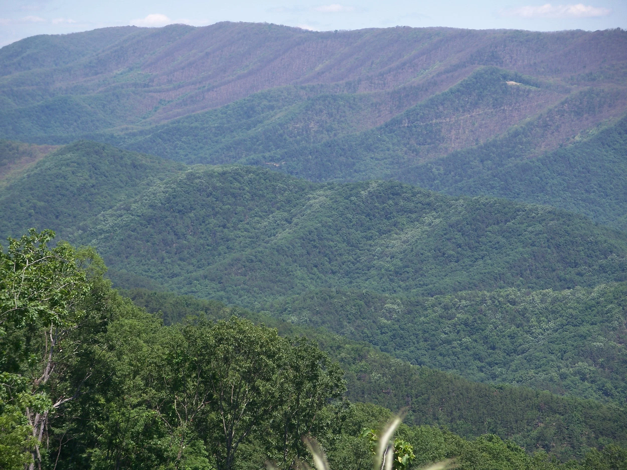 S4 Gypsy moth damage on Oliver Mtn east of ALT.jpg